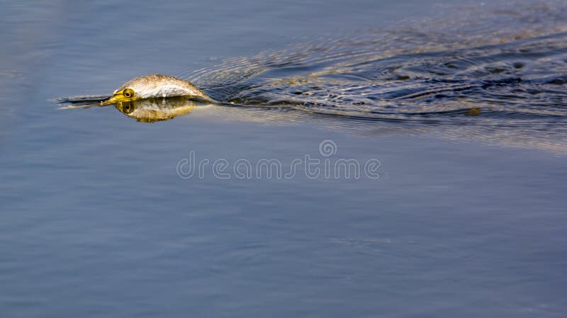 Reflection of eyes and neck on the water surface - as the darter takes a dip into the water hunting fish. Reflection of eyes and neck on the water surface - as the darter takes a dip into the water hunting fish.